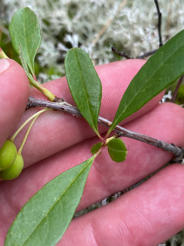 Prunus susquehanae, photograph 3
