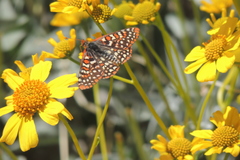 Euphydryas chalcedona hennei