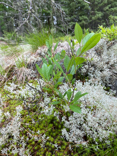 Prunus susquehanae