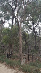Eucalyptus goniocalyx