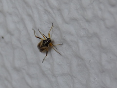 Hemiptera