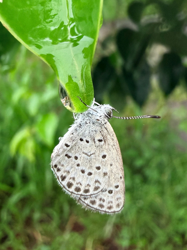 Pseudozizeeria maha argia