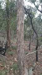 Eucalyptus goniocalyx