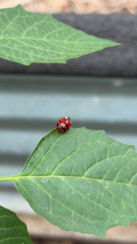 Asian Lady Beetle