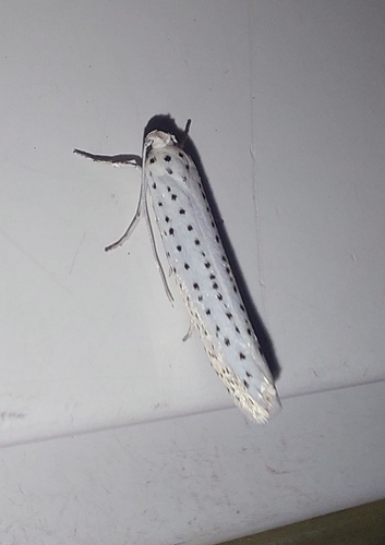 Bird-cherry Ermine