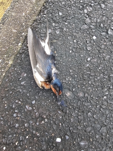 Barn Swallow