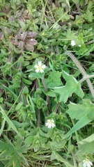 Cerastium fontanum