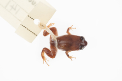 Cophixalus hosmeri