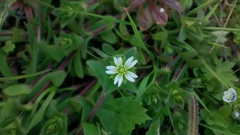 Cerastium fontanum
