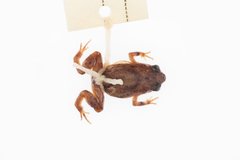 Cophixalus hosmeri