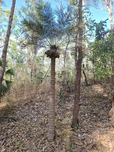 Cycas armstrongii, photograph 6