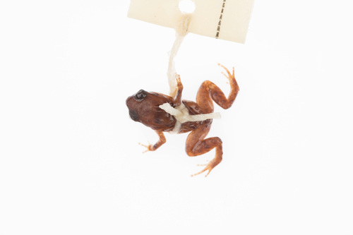 Clicking Rainforest Frog, Cophixalus hosmeri