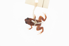 Cophixalus hosmeri