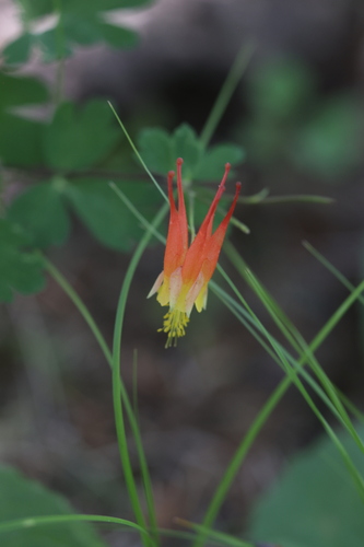 Aquilegia elegantula, photograph 4