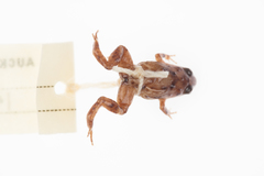 Cophixalus hosmeri