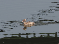 Tachybaptus ruficollis