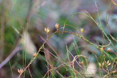Cassytha glabella, photograph (c) Kym Nicolson, some rights reserved (CC BY)