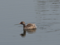 Tachybaptus ruficollis