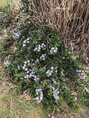 Ceanothus gloriosus