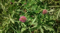 Trifolium pratense