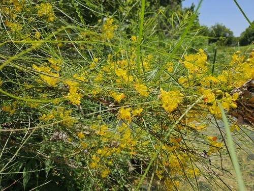 Mexican palo verde