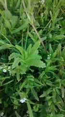 Rhinanthus minor