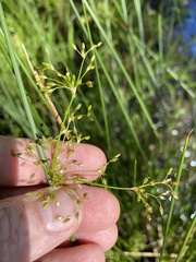 Juncus effusus solutus