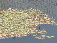 Nymphoides hydrophylla