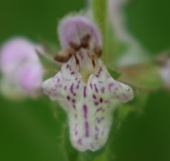 Stachys rigida