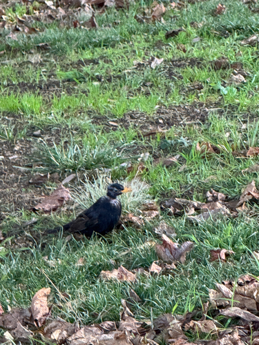 Eurasian Blackbird