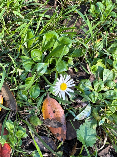 Lawn daisy