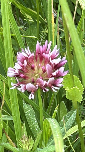 iNaturalist observation photo of springbank clover