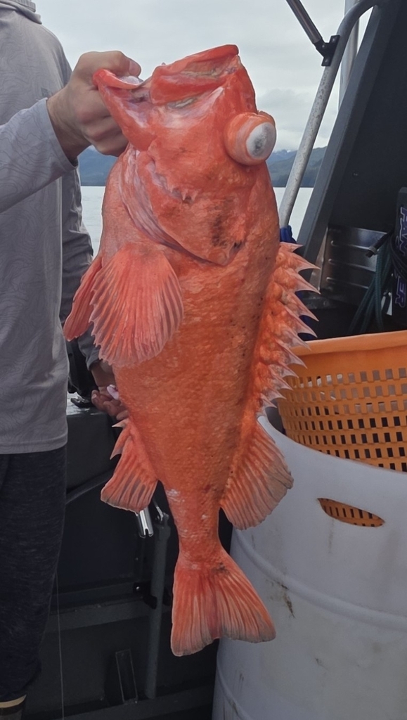 shortraker rockfish