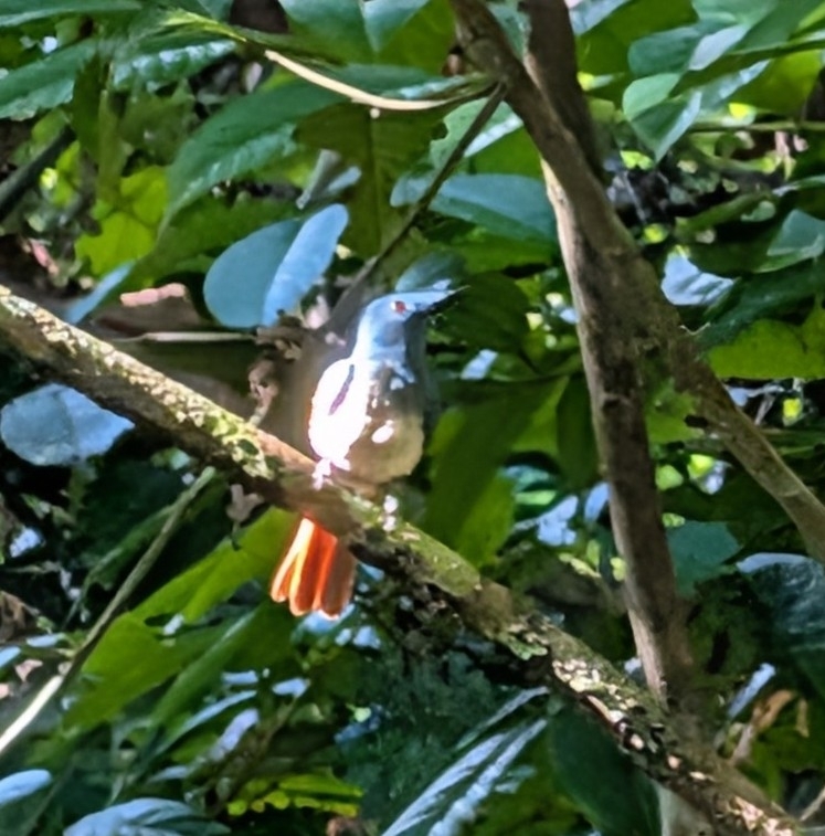 Rufous-winged Philentoma (Philentoma pyrhoptera), photo 3