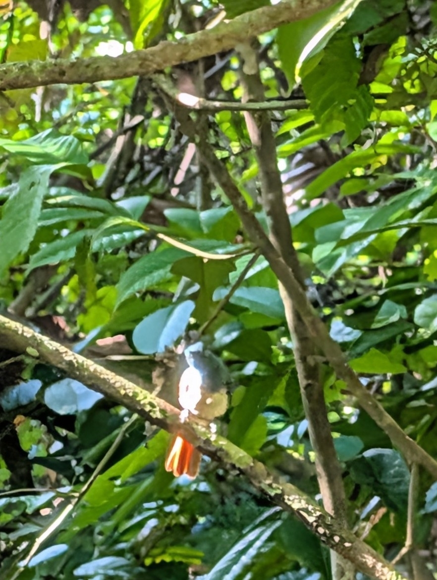 Rufous-winged Philentoma (Philentoma pyrhoptera), photo 4