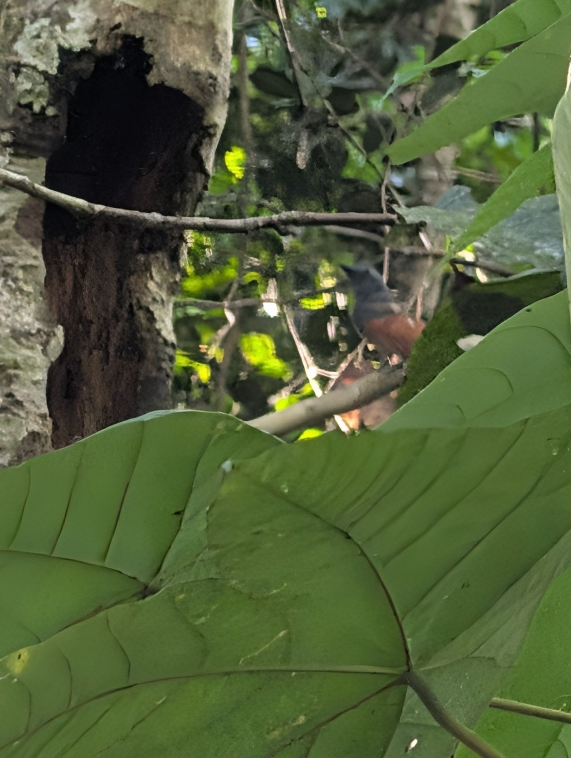 Rufous-winged Philentoma (Philentoma pyrhoptera), photo 5