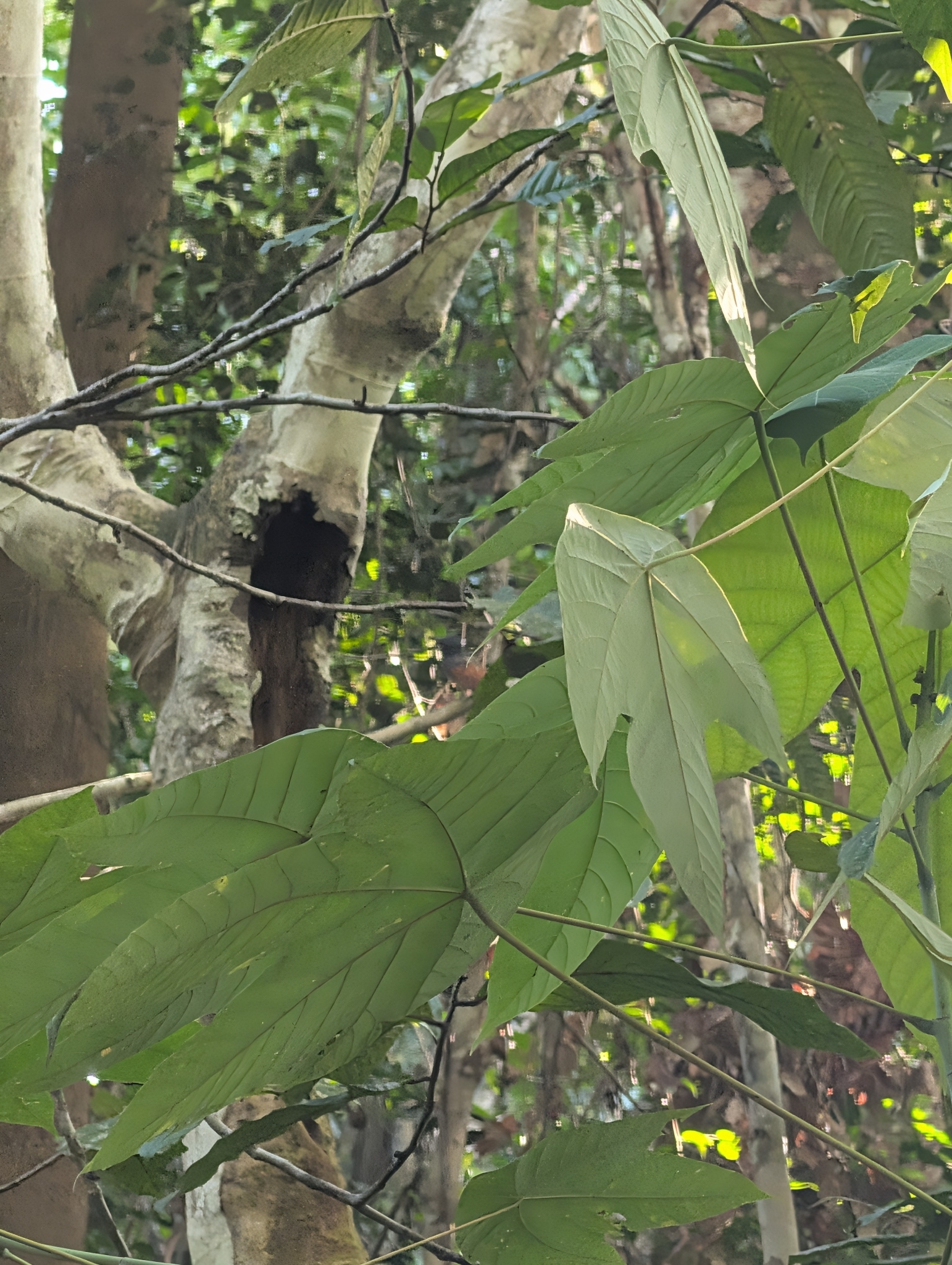 Rufous-winged Philentoma (Philentoma pyrhoptera), photo 6