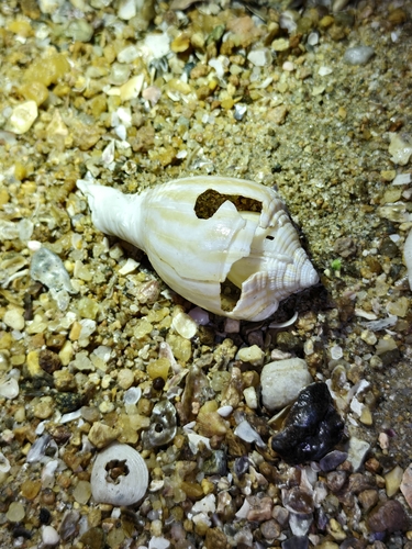 Phalium flammiferum observed 2026-06-26
