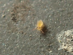 Deuterosminthurus pallipes