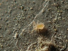 Deuterosminthurus bicinctus