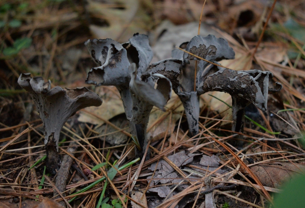 Eastern Black Trumpet · June 2026 · photo: Photo: (c) Ben Gruhot, some rights reserved (CC BY) · iNaturalist