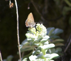 Callophrys mossii
