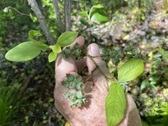 Vaccinium formosum