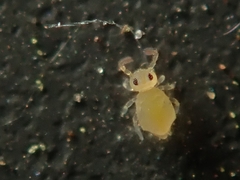Deuterosminthurus pallipes