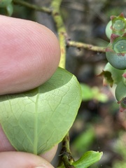 Vaccinium formosum