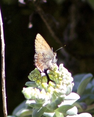 Callophrys mossii