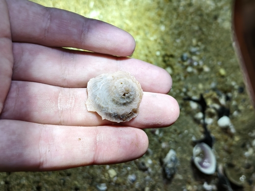 Onustus exutus observed 2026-06-26