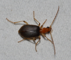 Brachinus adustipennis