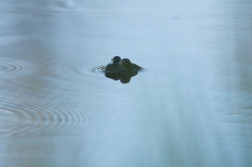iNaturalist observation photo of American Bullfrog