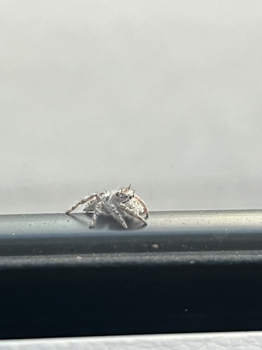 Putnam's Jumping Spider